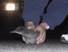 Las luces artificiales desorientan a las aves. Fuente: CSIC.