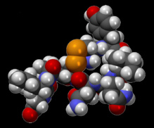 Modelo CPK de la molécula Oxitocina C43H66N12O12S2. Imagen: MindZiper. Fuente: Wikipedia.