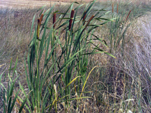 Espadaña, en el Campo de Calatrava (La Mancha). Imagen: Javier Martín. Fuente: Wikipedia.