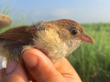 Un timalí de Jerdon encontrado ahora. Imagen: Robert Tizard. Fuente: WCS.