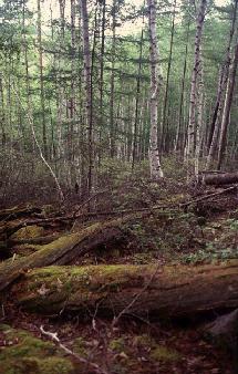 Bosque de la variedad de alerce llamada Dahuarian