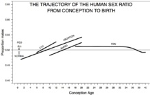 Evolución de la proporción de varones (eje vertical) a lo largo del embarazo (eje horizontal). Fuente: Instituto de Investigación Fresh Pond.