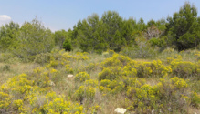 Restauración de la cantera de Alcover y Mont-Ral (Tarragona). Fuente: CREAF