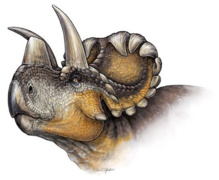 'Wendiceratops pinhornensis'. Imagen: Danielle Dufault.