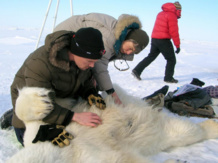 os investigadores inspeccionan el registro de temperatura implantado en un oso, en Alaska en 2009. Imagen: Mike Lockhart. Fuente: Sinc.