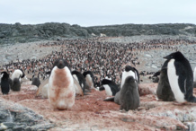 El deshielo de la Antártida aumenta el número de pingüinos Adelaida