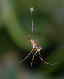 Una araña. Fuente: UPM.