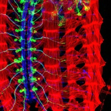 Imagen que muestra los músculos (rojo), motoneuronas (azul) y las neuronas involucradas en el movimiento de corrección de orientación (verde) de un embrión de 'Drosophila'. Fuente: Agencia CyTA.