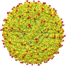 Representación de la superficie del virus Zika. Fuente: Universidad Purdue (EE.UU.).