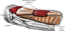 Estructura de la cabeza del cachalote. Imagen: Panagiotopoulou et al. Fuente: Sinc.