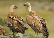 Buitres leonados ('Gyps fulvus'). Fuente: SEO/BirdLife.