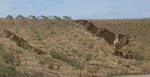 Olivares afectados por la erosión, en Córdoba. Imagen: José Alfonso Gómez Calero. Fuente: CSIC.