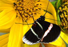 Mariposa 'Heliconius'. Imagen: Melanie Brien. Fuente: STRI.