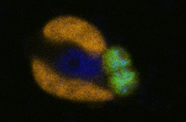 Simbiosis entre UCYN-A (verde) y el alga (cloroplastos en naranja, núcleo en azul). Fuente: Instituto Max Planck de Microbiología Marino. 