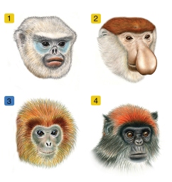 Las especies más sociales presentan caras más variadas, que les permiten diferenciar a los individuos. Fuente: UCLA.