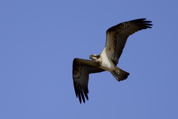 Águila pescadora no migratoria. Imagen: Beneharo Rodríguez. Fuente: Gohnic.