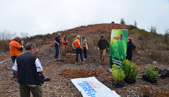 Plantación de los árboles. Fuente: Mirlo Positive Nature.