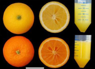 Los científicos exploran cómo mejorar las propiedades de las naranjas. Fuente: CSIC.