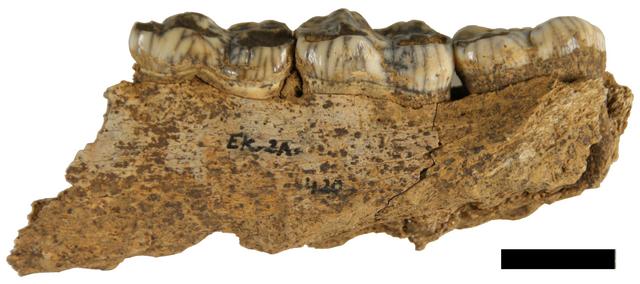 Fragmento de mandíbula de oso de las cavernas consumida por hienas de la cueva de Ekain. Imagen: Aritza Villaluenga. Fuente: Sociedad de Ciencias Aranzadi.