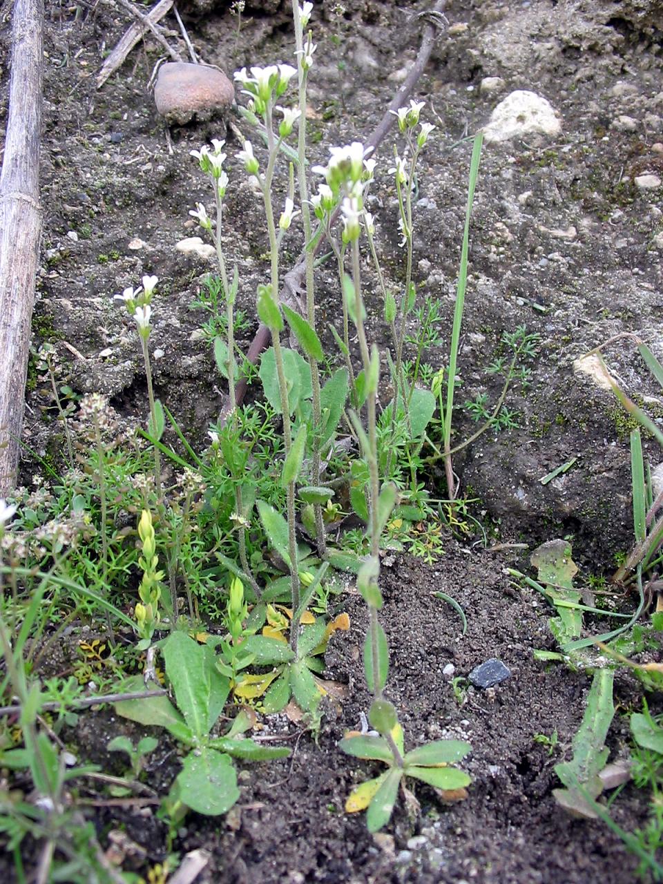 'Arabidopsis thaliana'. Imagen: Alberto Salguero Quiles. Fuente: Wikipedia.