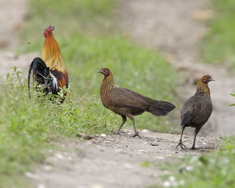 Gallos bankiva (un macho y dos hembras). Imagen: Lip Kee Yap. Fuente: Flickr.