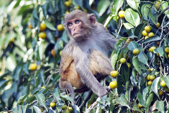 1 / 1  Macaco rhesus. Imagen: EOL. Fuente: SINC.