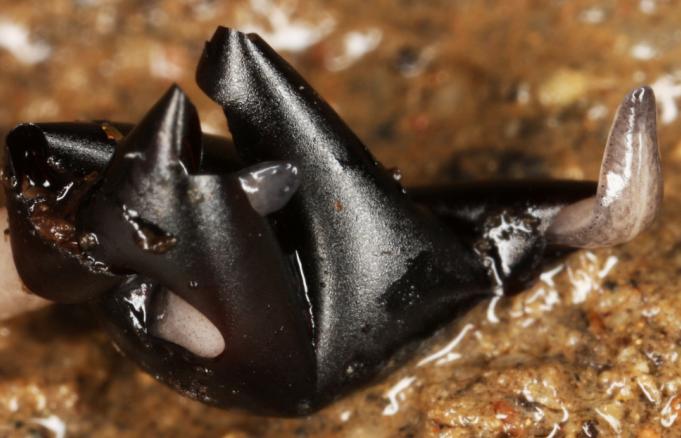 Un ejemplar de planaria exótica (Obama sp.) en el momento de la eclosión. Fuente: UB.