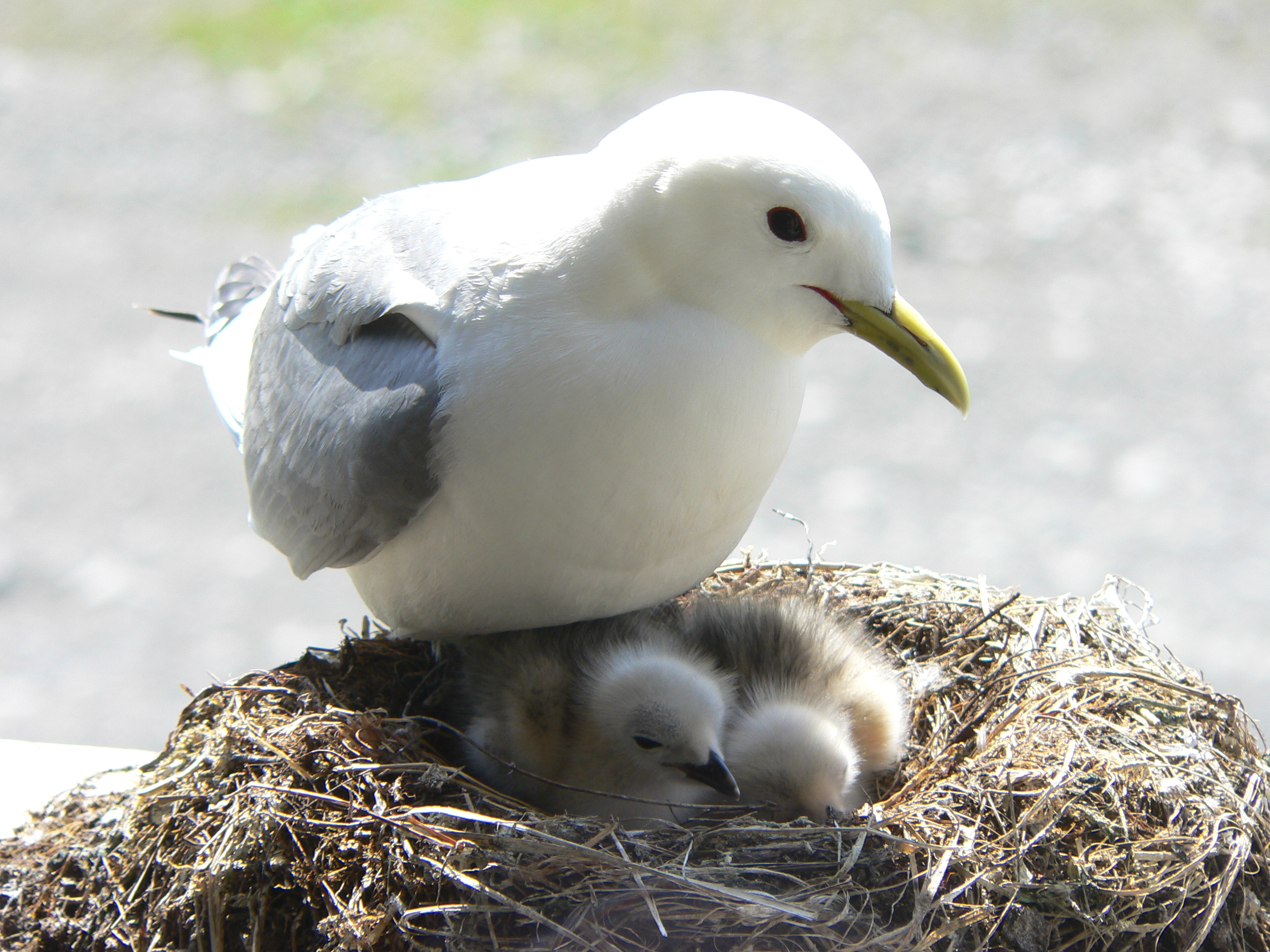 Gaviota tridáctila. Imagen: Joel White. Fuente: Universidad de Medicina Veterinaria de Viena.