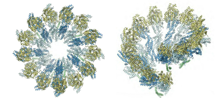 Vistas del modelo atómico del complejo en anillo de gamma-tubulina (γTuRC) de la levadura, formado por la unión en espiral de siete subunidades del complejo pequeño de gamma-tubulina (γTuSCs). Fuente: CSIC.