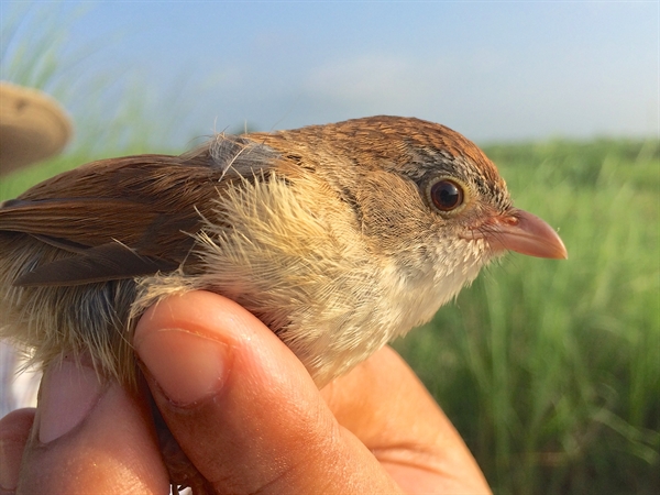 Un timalí de Jerdon encontrado ahora. Imagen: Robert Tizard. Fuente: WCS.