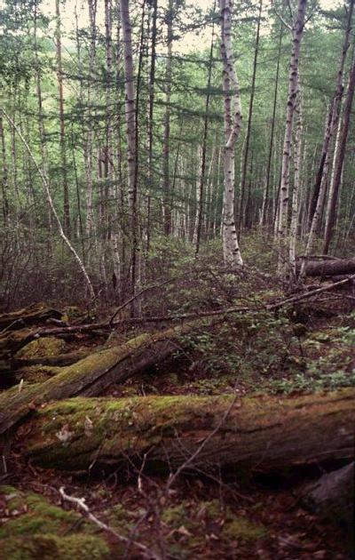 Bosque de la variedad de alerce llamada Dahuarian