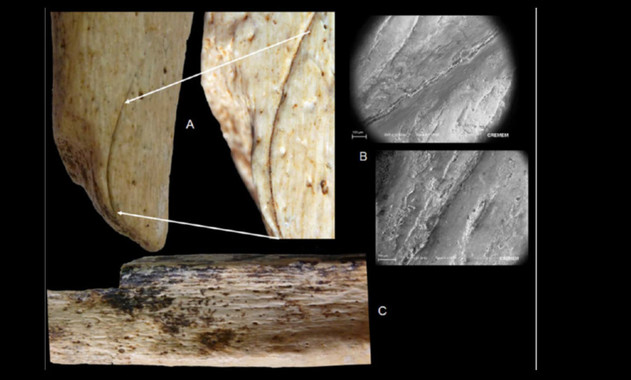 Los neandertales realizaron cortes con herramientas de sílex en este radio. Imagen: M.D. Garralda et al. Fuente: Sinc.