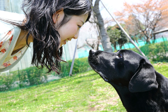 Un labrador retriever macho mira fijamente a una estudiante. En el primer experimento, esta mirada mutua hizo incrementar los niveles de oxitocina en la orina de su dueña. Imagen: Mikako Mikura. Fuente: Universidad Azabu.