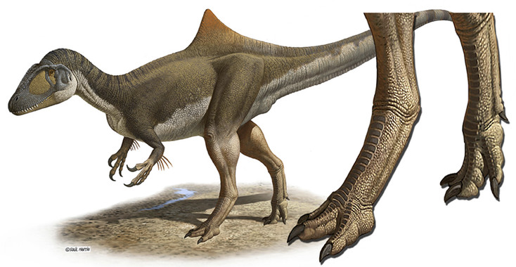 'Concavenator corcovatus' (Cazador jorobado de Cuenca). Reconstrucción a partir del único ejemplar fósil conocido, hallado en 2003 en el yacimiento de Las Hoyas. Imagen: Raúl Martin. Fuente: UAM Gazette.