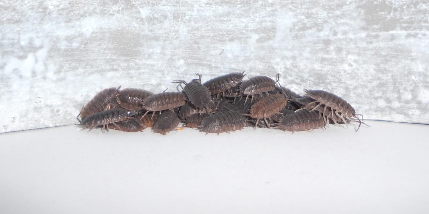 Grupo de cochinillas. Imagen: Broly et al. Fuente: Eurekalert.