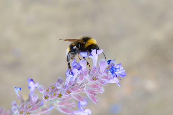 Un abejorro común ('Bombus terrestris') en Nottingham (Reino Unido). Imagen: Jeremy Kerr. Fuente: Universidad de Ottawa.