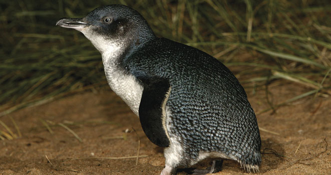 El pingüino enano australiano. Fuente: CSIC.