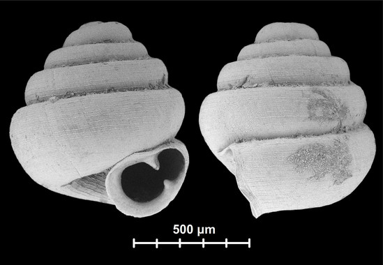 Concha del caracol Angustopila Dominikae. Imagen: Barna Páll-Gergely. Fuente: Universidad de Shinshu (Japón).