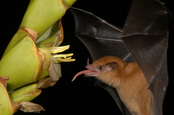 La lengua del 'L. robusta' bombea el néctar a través de ranuras. Imagen: M. Tschapka. Fuente: Universidad de Ulm.