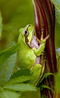 Hyla japonica. Fuente: Wikipedia.