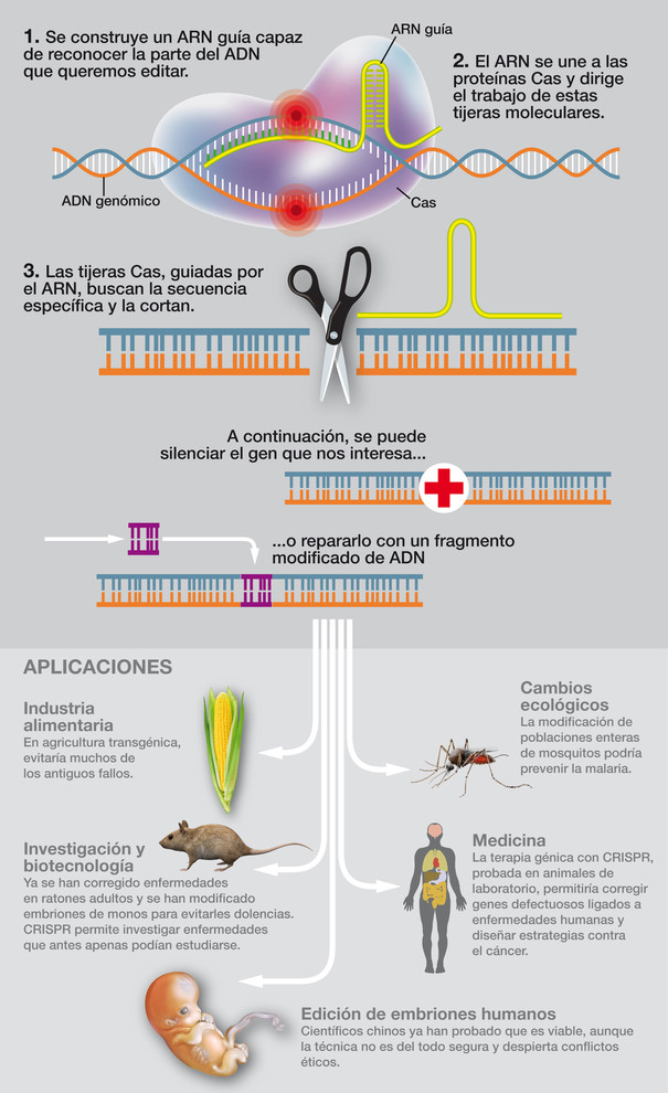 Infografía: José Antonio Peñas. Fuente: Sinc.