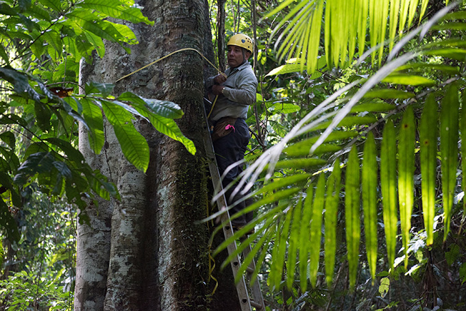 Medida del diámetro de un árbol tropical. Imagen: Sean Mattson. Fuente: STRI.