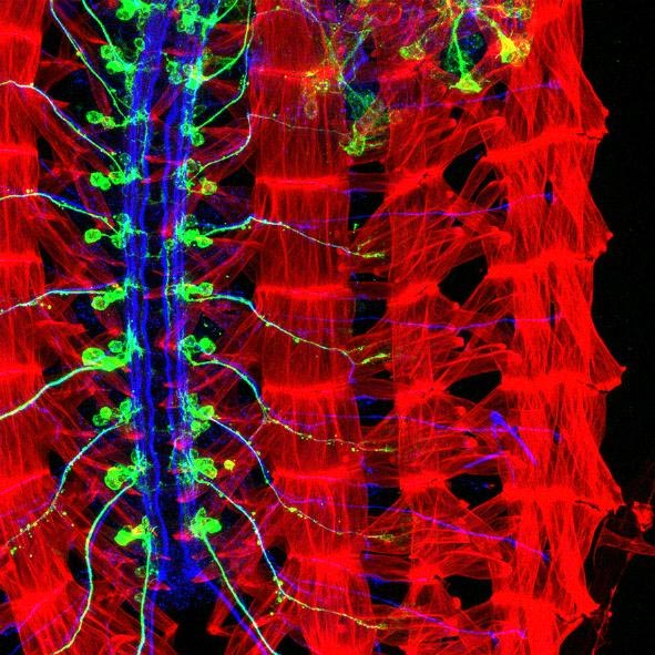 Imagen que muestra los músculos (rojo), motoneuronas (azul) y las neuronas involucradas en el movimiento de corrección de orientación (verde) de un embrión de 'Drosophila'. Fuente: Agencia CyTA.