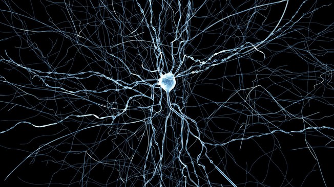 Neurona virtual. Fuente: EPFL.