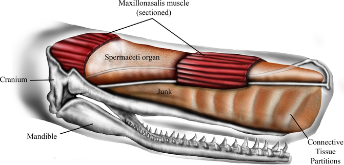 Estructura de la cabeza del cachalote. Imagen: Panagiotopoulou et al. Fuente: Sinc.