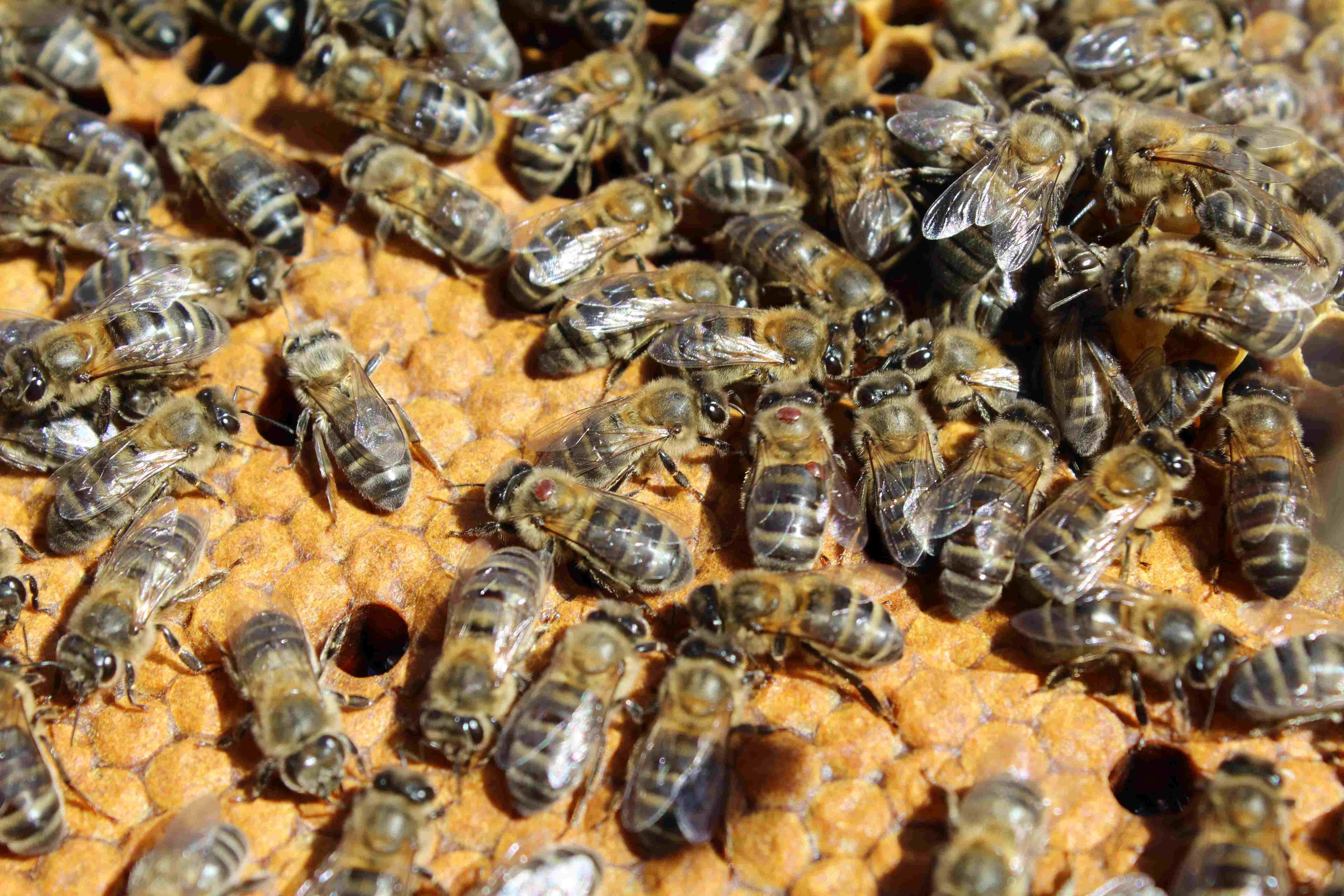 Varroa sobre las abejas. Fuente: Diputación de Salamanca.