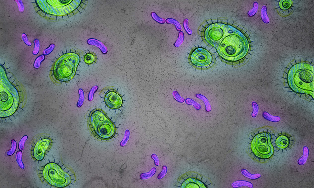 Representación de bacterias del intestino de humanos y simios. Imagen: Jenna Luecke. Fuente: Universidad de Texas.