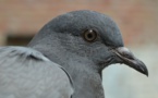 Las palomas pueden aprender a distinguir entre palabras reales e irreales