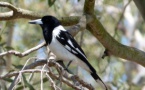 Los pájaros cantores se parecen a los músicos humanos