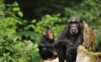 Análisis genéticos revelan que chimpancés y bonobos se cruzaron hace miles de años